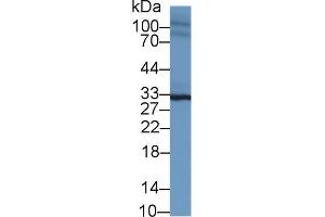 Western Blot; Sample: Mouse Heart lysate; Primary Ab: 1µg/ml Rabbit Anti-Mouse SPRY2 Antibody Second Ab: 0. (SPRY2 Antikörper  (AA 116-305))