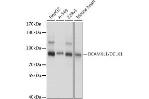 Western blot analysis of extracts of various cell lines, using DC/DC/DCLK1 antibody (ABIN7266842) at 1:1000 dilution. (DCLK1 Antikörper  (AA 630-729))