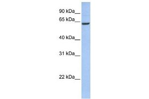 Western Blotting (WB) image for anti-Coiled-Coil Domain Containing 67 (CCDC67) antibody (ABIN2459669) (CCDC67 Antikörper)