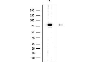 Western blot analysis of lysates from Mouse brain, using Synapsin I Mouse Monoclonal Antibody at 1/1000 dilution.