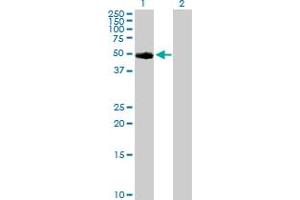 Western Blot analysis of TYR expression in transfected 293T cell line by TYR MaxPab polyclonal antibody.