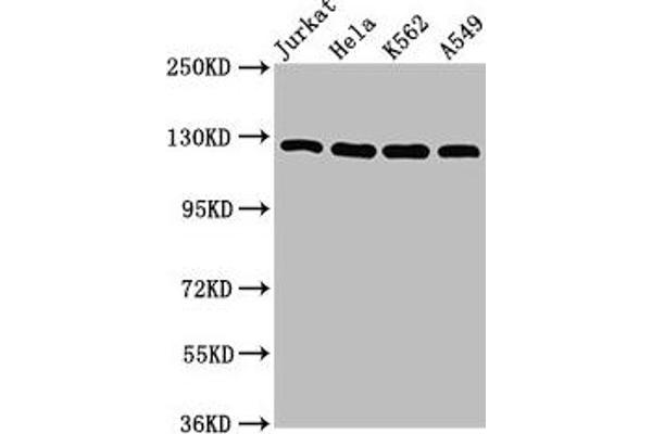 POLD1 antibody  (Catalytic Subunit)