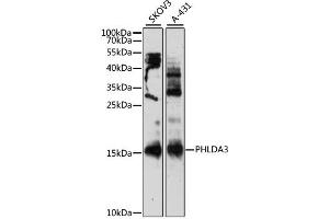 Western blot analysis of extracts of various cell lines, using PHLDA3 antibody (ABIN6292225) at 1:3000 dilution. (PHLDA3 Antikörper)
