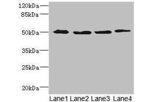 Western blot All lanes: SQRDL antibody at 4. (Sulfide:quinone Oxidoreductase, Mitochondrial (SQOR) (AA 211-450) Antikörper)