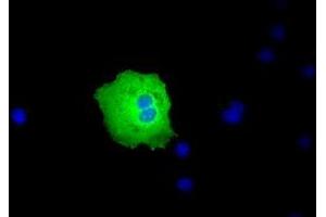 Anti-PEX5 mouse monoclonal antibody (ABIN2453451) immunofluorescent staining of COS7 cells transiently transfected by pCMV6-ENTRY PEX5 (RC202062). (PEX5 Antikörper)