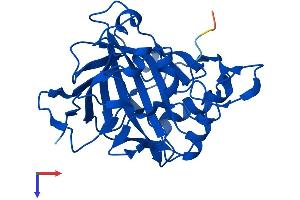CA13 Protein (AA 1-262) (His tag)