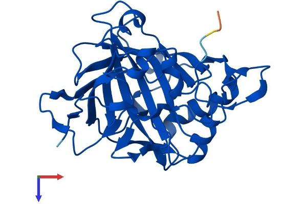CA13 Protein (AA 1-262) (His tag)