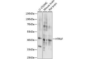 Western blot analysis of extracts of various cell lines, using HTR1F antibody (ABIN7265339) at 1:1000 dilution. (HTR1F Antikörper  (AA 200-290))