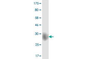 Western Blot detection against Immunogen (26. (CD86 Antikörper  (AA 24-246))