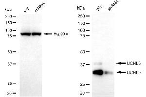 Western blotting analysis using UCHL5 antibody (ABIN7800712).