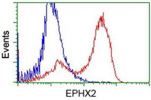 HEK293T cells transfected with either RC202489 overexpress plasmid (Red) or empty vector control plasmid (Blue) were immunostained by anti-EPHX2 antibody (ABIN2452991), and then analyzed by flow cytometry. (EPHX2 Antikörper)