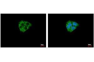 ICC/IF Image DCAMKL2 antibody [N2C2], Internal detects DCAMKL2 protein at Cytoplasm by immunofluorescent analysis. (DCLK2 Antikörper)