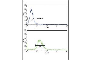 Flow Cytometry (FACS) image for anti-Exostosin 2 (EXT2) (AA 182-209) antibody (ABIN653350)