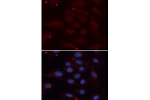 Immunofluorescence analysis of U2OS cell using KPNA1 antibody. (KPNA1 Antikörper  (AA 1-300))