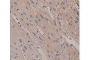 Used in DAB staining on fromalin fixed paraffin- embedded Kidney tissue (Caspase 12 Antikörper  (AA 1-413))