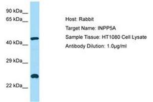 Image no. 1 for anti-Inositol Polyphosphate-5-Phosphatase, 40kDa (INPP5A) (AA 263-312) antibody (ABIN6749887) (INPP5A Antikörper  (AA 263-312))