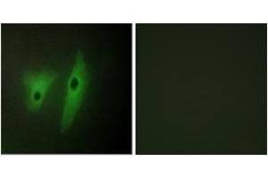 Immunofluorescence analysis of HeLa cells, using DUSP19 Antibody. (DUSP19 Antikörper  (AA 111-160))