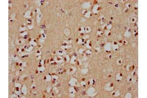 IHC image of ABIN7155365 diluted at 1:400 and staining in paraffin-embedded human brain tissue performed on a Leica BondTM system. (HIST1H2AC Antikörper  (AA 2-130))