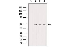 Western blot analysis of extracts from various samples, using SMCR7/MID49 Antibody. (SMCR7 Antikörper)