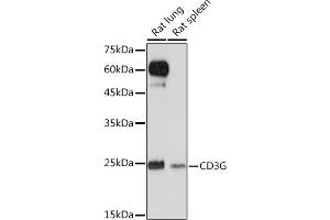 Western blot analysis of extracts of various cell lines, using CD3G Rabbit mAb (ABIN1682574, ABIN3018517, ABIN3018518 and ABIN7101622) at 1:1000 dilution. (CD3G Antikörper)