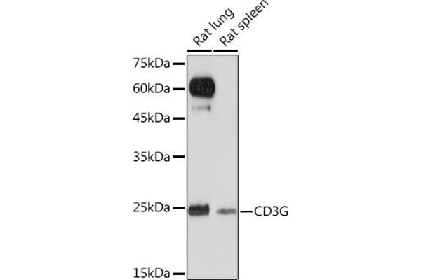 CD3G Antikörper
