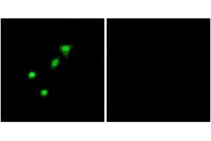 Immunofluorescence analysis of A549 cells, using REQU Antibody.