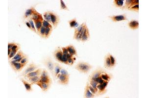 Anti- MASPIN Picoband antibody, ICC ICC: MCF-7 Cell