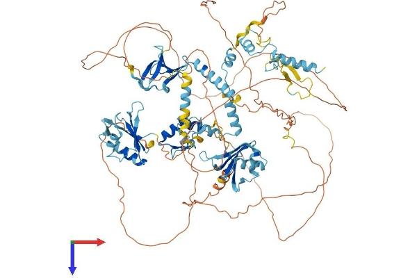 RBM10 Protein (AA 1-930) (His tag)