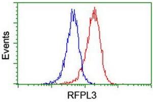 Image no. 10 for anti-Ret Finger Protein-Like 3 (RFPL3) antibody (ABIN1500675) (RFPL3 Antikörper)
