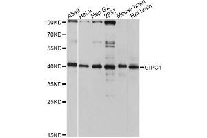 Western blot analysis of extracts of various cell lines, using GIPC1 antibody (ABIN4903763) at 1:3000 dilution.