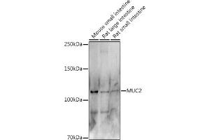 Western Blotting (WB) image for anti-Mucin 2, Oligomeric Mucus/gel-Forming (MUC2) (AA 4850-4950) antibody (ABIN7268690)