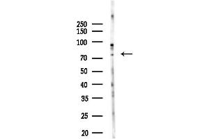 anti-Tubulin, gamma Complex Associated Protein 4 (TUBGCP4) (Internal Region) antibody