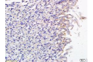 Formalin-fixed and paraffin embedded mouse small intestine labeled with Anti SLCO2B1 Polyclonal Antibody, Unconjugated  followed by conjugation to the secondary antibody and DAB staining (SLCO2B1 Antikörper  (AA 531-630))