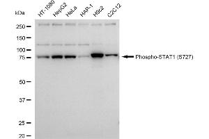 Western blotting analysis using Phospho-STAT1 (S727) antibody (ABIN7800334).