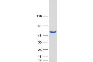 Validation with Western Blot (EIF2S2 Protein (Myc-DYKDDDDK Tag))