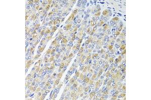 Immunohistochemistry of paraffin-embedded mouse stomach using OSGEPL1 antibody at dilution of 1:100 (x40 lens). (OSGEPL1 Antikörper)