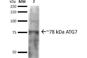 Western Blotting (WB) image for anti-ATG7 Autophagy Related 7 (ATG7) (N-Term) antibody (Atto 488) (ABIN5065887)