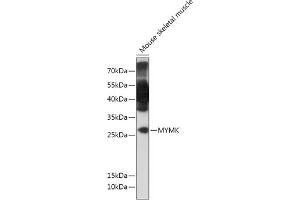Western blot analysis of extracts of Mouse skeletal muscle, using MYMK antibody (ABIN7269672) at 1:1000 dilution. (Protein Myomaker (MYMK) Antikörper)