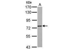Image no. 1 for anti-Zinc Finger Protein 418 (ZNF418) (Internal Region) antibody (ABIN1493531) (ZNF418 Antikörper  (Internal Region))