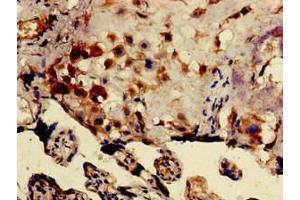 Immunohistochemistry of paraffin-embedded human placenta tissue using ABIN7149828 at dilution of 1:100 (DRG1 Antikörper  (AA 173-228))
