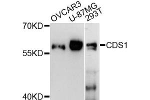 Western blot analysis of extracts of various cell lines, using CDS1 antibody (ABIN6292467) at 1:3000 dilution.
