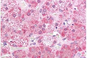 Human Adrenal: Formalin-Fixed, Paraffin-Embedded (FFPE) (MEK2 Antikörper  (N-Term))