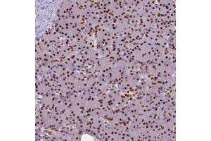 Immunohistochemical staining (Formalin-fixed paraffin-embedded sections) of human pancreas with AKAP8 polyclonal antibody  shows strong nuclear positivity in exocrine glandular cells. (AKAP8 Antikörper)