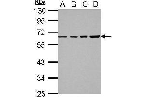 WB Image Sample (30 ug of whole cell lysate) A: 293T B: A431 C: HeLa D: HepG2 10% SDS PAGE antibody diluted at 1:1000 (NR2C1 Antikörper)