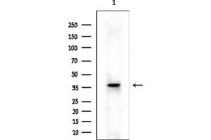 anti-Solute Carrier Family 25 (Mitochondrial Oxodicarboxylate Carrier), Member 21 (Slc25a21) (Internal Region) antibody