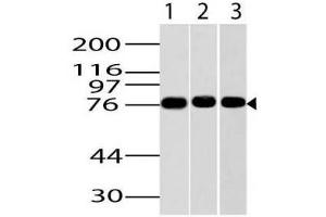 Image no. 1 for Goat anti-Mouse IgG antibody (HRP) (ABIN5027922) (Ziege anti-Maus IgG Antikörper (HRP))