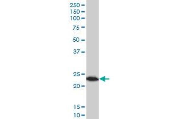 TPT1 antibody  (AA 35-138)