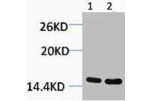 Western blot analysis of 1) Hela, 2) 3T3, diluted at 1:1000. (HIST1H3A/HIST2H3A/H3F3A (H3R26me) Antikörper)