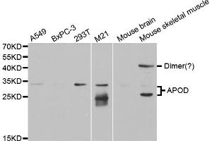 Western blot analysis of extracts of various cell lines, using APOD antibody (ABIN5973043) at 1/1000 dilution. (Apolipoprotein D Antikörper)
