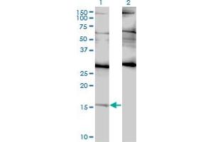Western Blot analysis of ID2 expression in transfected 293T cell line by ID2 monoclonal antibody (M01), clone 3C3.